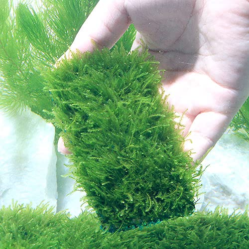 Amazon.co.jp: （水草）☆育成済☆ ウィローモス マット（3個